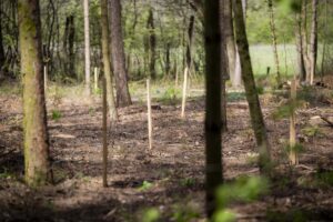 megújult a Budakeszi Arborétum