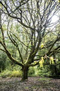 megújult a Budakeszi Arborétum
