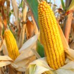 GMO mentes takarmány