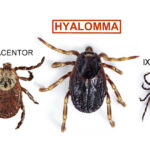Hyalomma kullancs