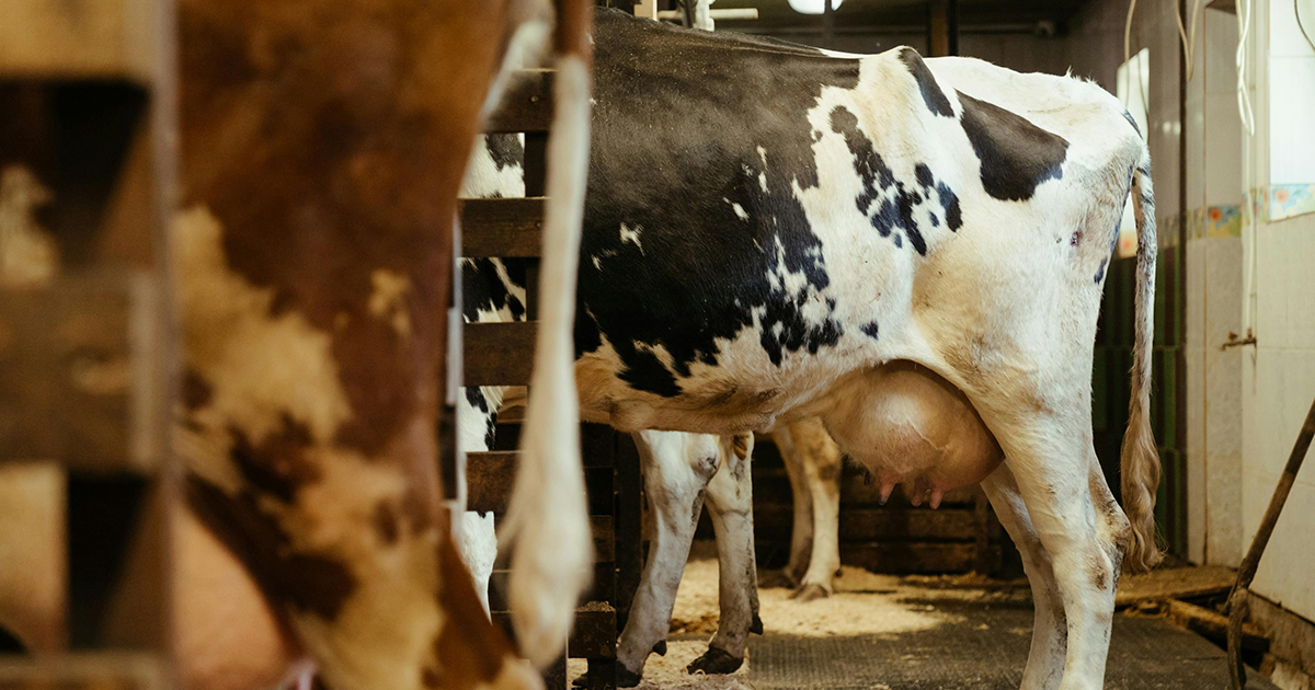 száj- és körömfájás