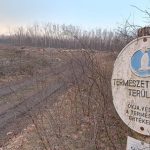 fakivágás biomassza