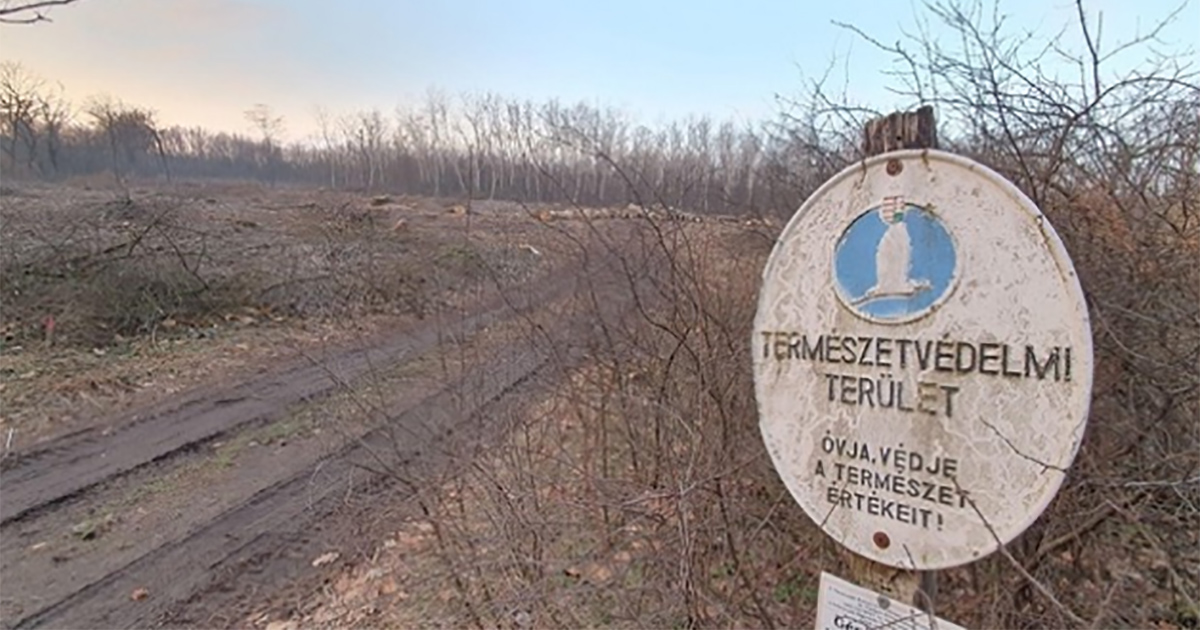 fakivágás biomassza