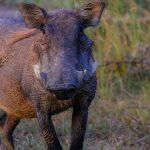 seréspestis vaddisznó