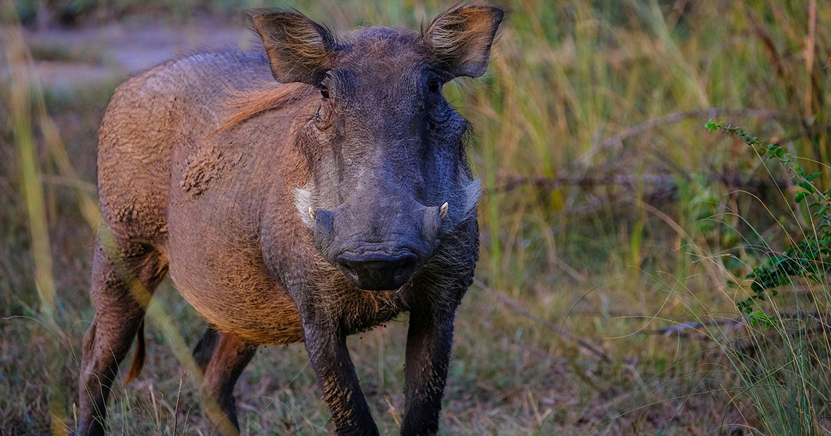 seréspestis vaddisznó