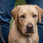 Labrador
