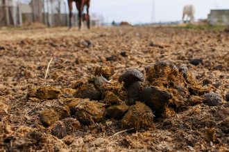 Műtrágya vagy szervestrágya