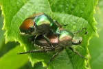 japán cserebogár
